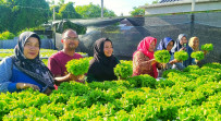 Tingkatkan Ekonomi Keluarga, PKK Labuhan Tangga Besar Belajar Pola Hidroponik