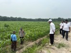 Polsek TPTM Pantau Perkembangan Tanaman Jagung 25 Hektar, Dukung Ketahanan Pangan Asta Cita Presiden