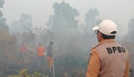 Karhutla di Riau Meluas, Habitat Harimau di Suaka Margasatwa Kerumutan Hangus