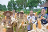 Pemkab Rohil Dukung Program Ketahanan Pangan Nasional