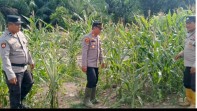 Dukung Ketahanan Pangan Nasional, Polsek Panipahan Pantau Tanaman Jagung di Palika