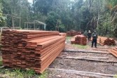 Kemenhut Ungkap Aktivitas Pembalakan Liar di SM Kerumutan Riau
