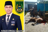 Sekretariat Daerah Pemkab Rokan Hilir Sembelih 7 Ekor Sapi dan 1 Kambing