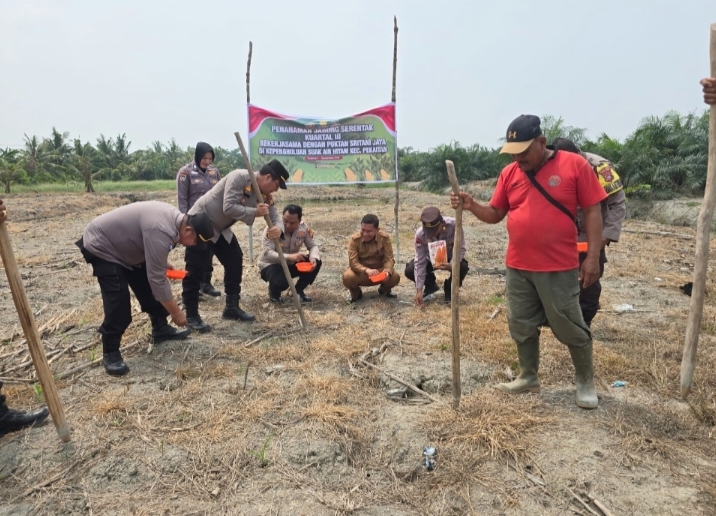 Gerakan Nyata Polsek Bangko: Bersama Petani Sukseskan Penanaman Jagung Serentak Kuartal III di Pekaitan