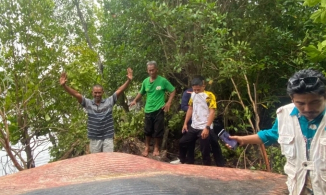 Bangkai Paus 4 Ton Gegerkan Warga Inhil
