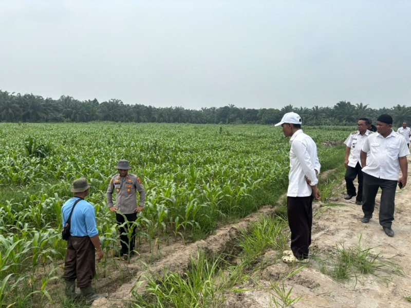 Polsek TPTM Pantau Perkembangan Tanaman Jagung 25 Hektar, Dukung Ketahanan Pangan Asta Cita Presiden
