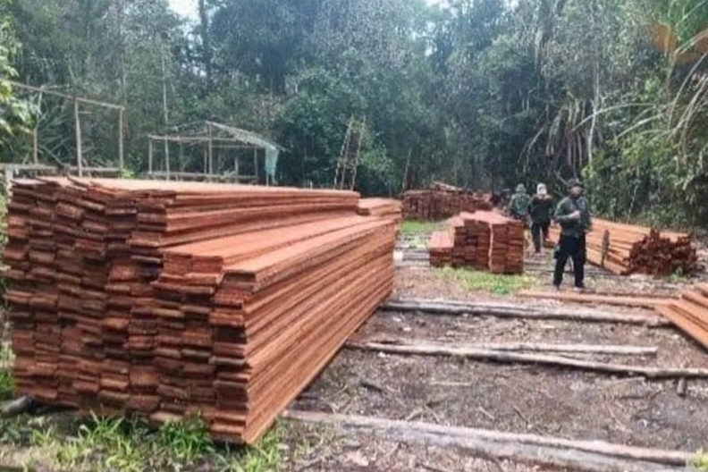 Kemenhut Ungkap Aktivitas Pembalakan Liar di SM Kerumutan Riau