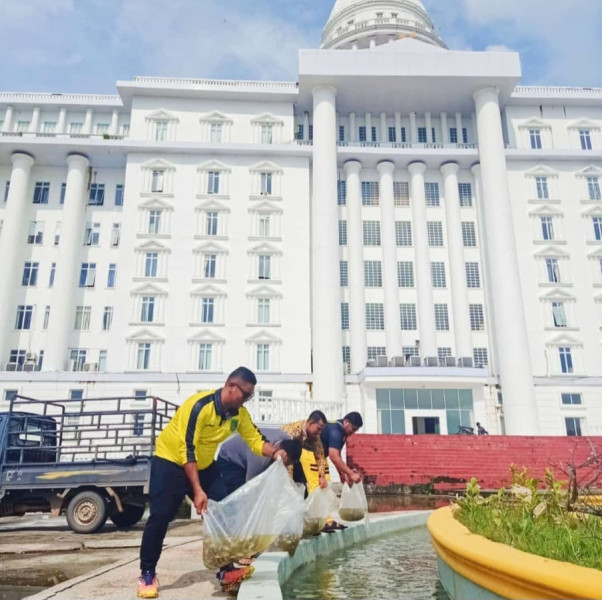 Kabag Umum Sekda Rohil Tebar Benih Ikan di Kolam Air Mancur Kantor Bupati